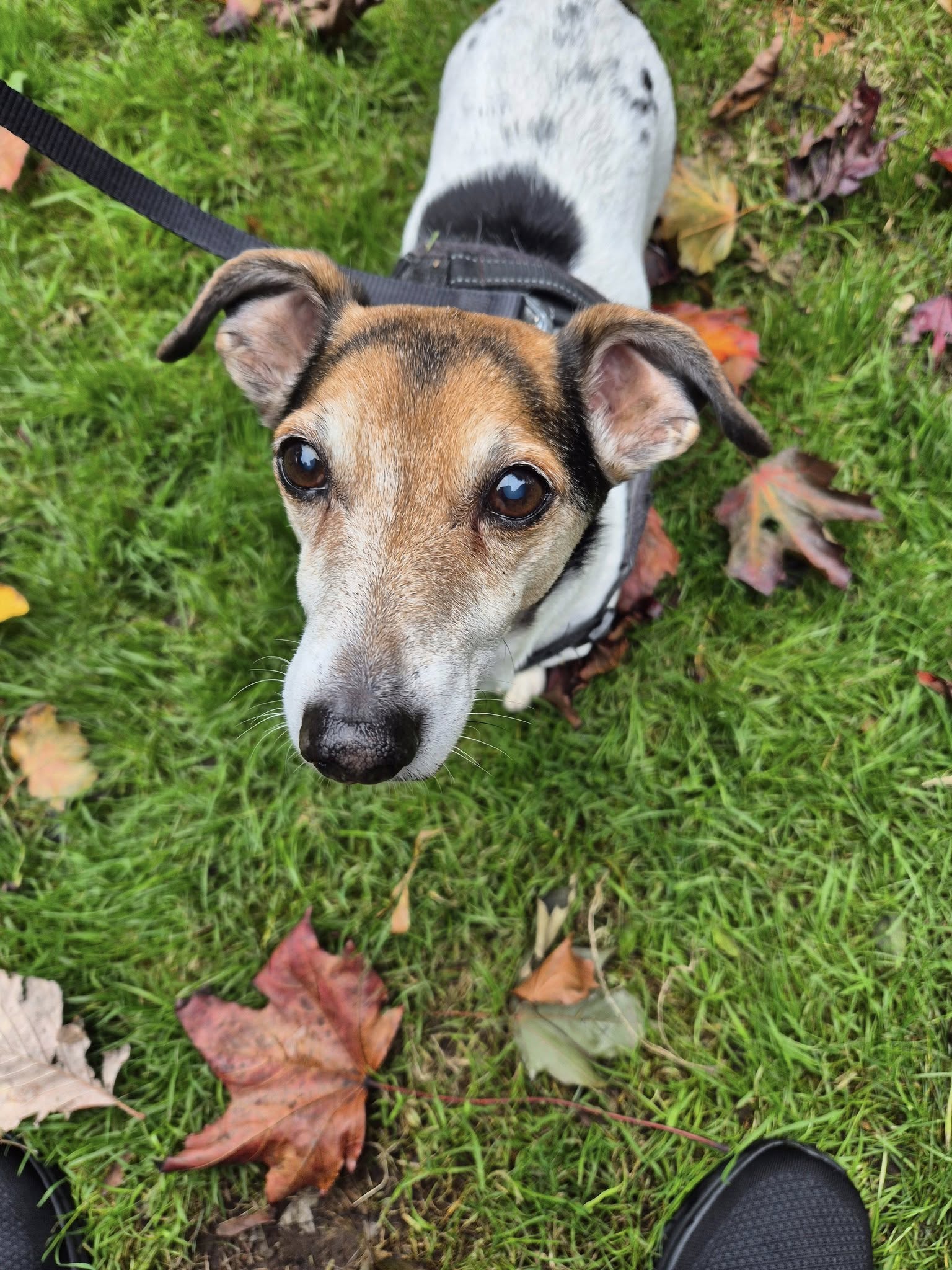 A Walk and Wag gallery photo