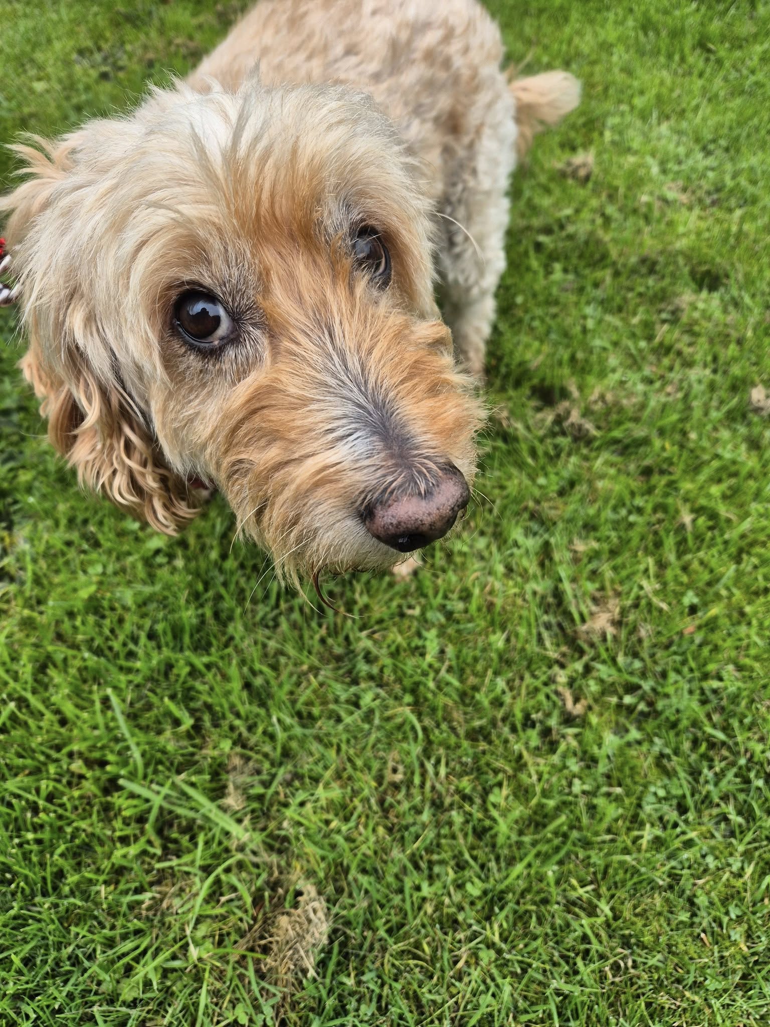 A Walk and Wag gallery photo