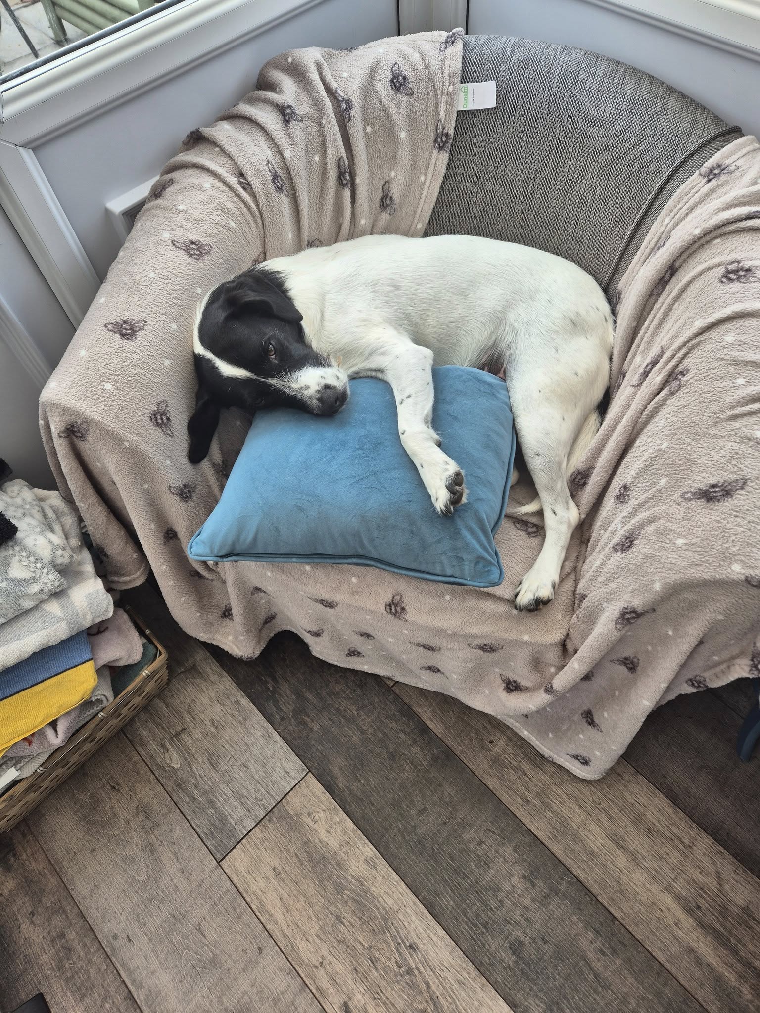 A Walk and Wag gallery photo