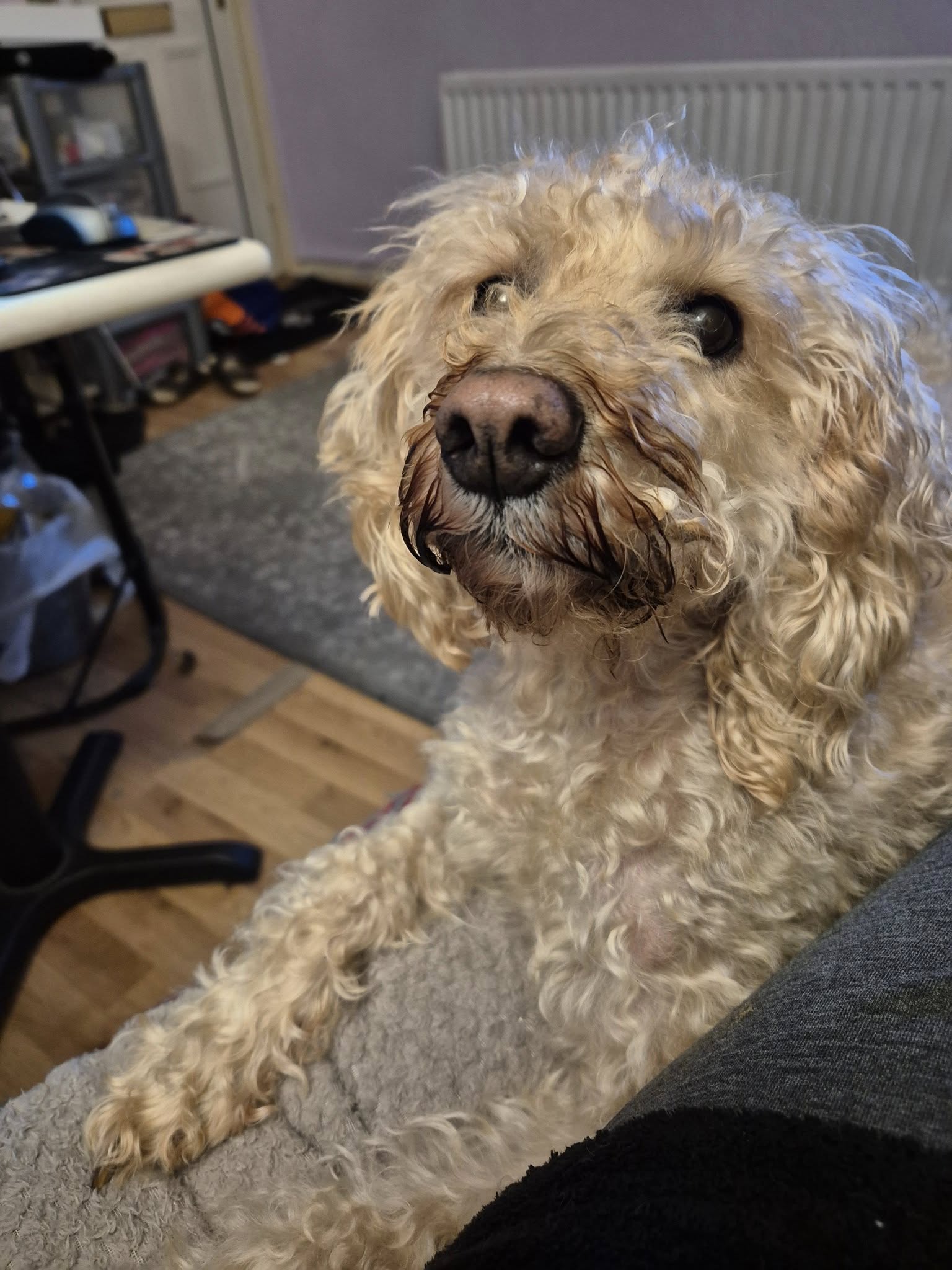 A Walk and Wag gallery photo