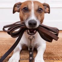 A Walk and Wag gallery photo